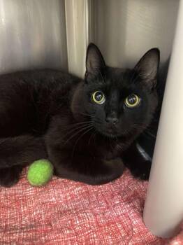 Hank the Hamburgler -  Domestic Short Hair Cat for Adoption in Winthrop, Maine - Hank The Hamburgler | PetCurious