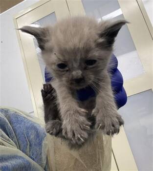 Domestic Short Hair Cats Available for Adoption in Dallas, Texas - CLOUD | PetCurious