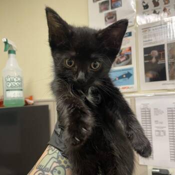 Spots -  Domestic Short Hair Cat for Adoption in Chicago, Illinois - Spots | PetCurious