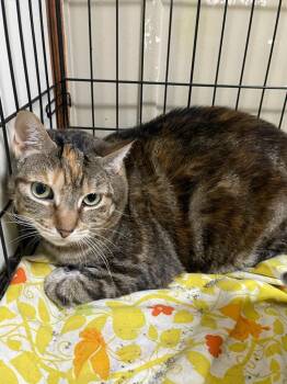 Calie -  Domestic Short Hair Cat for Adoption in Pine Grove, Pennsylvania - Calie | PetCurious
