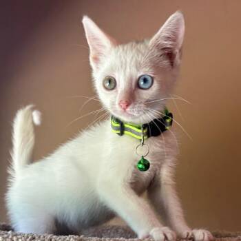 Snowball -  Domestic Short Hair Cat for Adoption in NEW PT RICHEY, Florida - Snowball | PetCurious