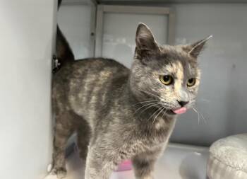 Domestic Short Hair Cats Available for Adoption in Raleigh, North Carolina - Gleam | PetCurious