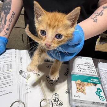 Puddle -  Domestic Short Hair Cat for Adoption in Milton, Florida - Puddle | PetCurious