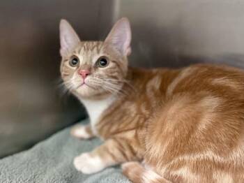 Maxwell Smart -  Domestic Short Hair Cat for Adoption in Austin, Texas - Maxwell Smart | PetCurious