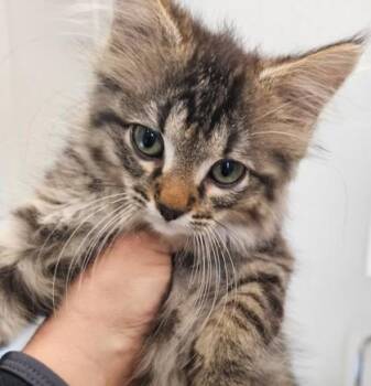 Yoshi -  Domestic Medium Hair and Domestic Short Hair Cat for Adoption in Lafayette, Indiana - Yoshi | PetCurious