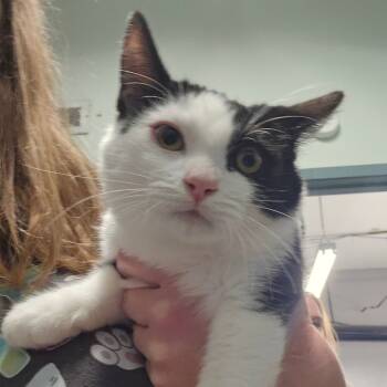 Rescue Domestic Short Hair Cats for Adoption in Spokane, Washington - Prince Charming | PetCurious