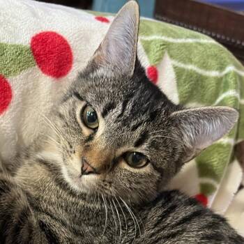 Eloise -  Domestic Short Hair Cat for Adoption in Cumming, Georgia - Eloise | PetCurious