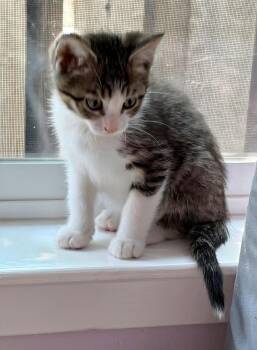 Tabby Cats Available for Adoption in Campbell, California - Leonard | PetCurious