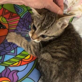 Domestic Short Hair Cats Available for Adoption in Gordonsville, Tennessee - Sophia | PetCurious