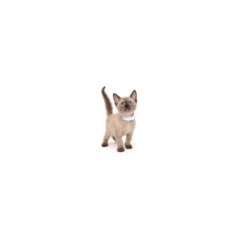 Domestic Short Hair Cats Available for Adoption in Los Angeles, California - Ferrero | PetCurious