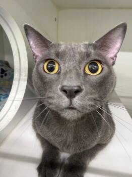 Domestic Short Hair Cats Available for Adoption - Loki | PetCurious