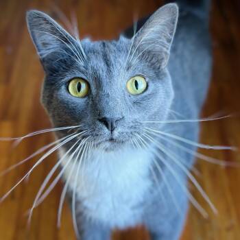 Domestic Short Hair Cats Available for Adoption in Buffalo, New York - Paul | PetCurious