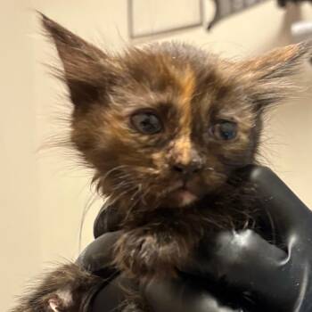 Domestic Short Hair Cats Available for Adoption in Yuma, Arizona - Relish | PetCurious