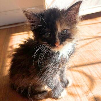Kanga -  Domestic Short Hair Cat for Adoption in Pleasant Hill, California - Kanga | PetCurious