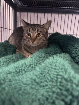 Skye -  Domestic Short Hair Cat for Adoption in Johnson City, Tennessee - Skye | PetCurious