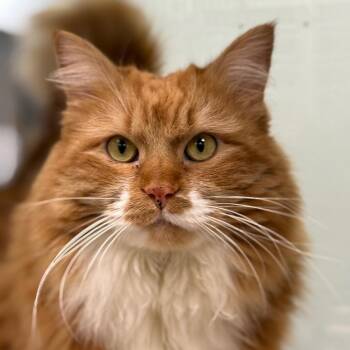 Winnie -  Domestic Long Hair and Domestic Short Hair Cat for Adoption in Durango, Colorado - Winnie | PetCurious