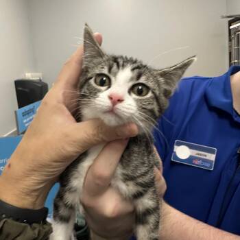 Rescue Domestic Short Hair Cats for Adoption in Auburn, Washington - Becky | PetCurious