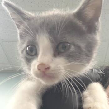 Koei -  Domestic Short Hair Cat for Adoption in Sunrise, Florida - Koei | PetCurious
