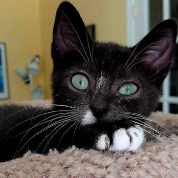 Rescue Domestic Short Hair Cats for Adoption in Newport News, Virginia - Eleanor | PetCurious