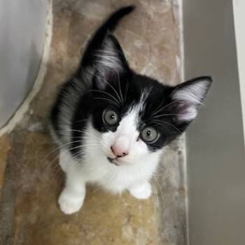 Rescue Domestic Short Hair Cats for Adoption in Houston, Texas - Oreo | PetCurious