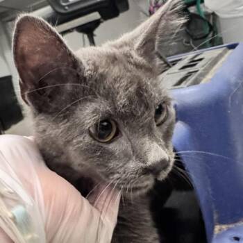 Hollow -  Domestic Short Hair Cat for Adoption in Des Moines, Iowa - Hollow | PetCurious