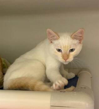 JACK -  Domestic Short Hair Cat for Adoption in Salinas, California - JACK | PetCurious