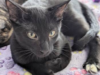 Rescue Domestic Short Hair Cats for Adoption in Woodstock, Illinois - Derek | PetCurious