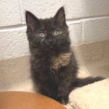 Domestic Short Hair Cats Available for Adoption - Florence | PetCurious