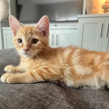 Nacho -  Domestic Short Hair Cat for Adoption in Grantsville, Utah - Nacho | PetCurious