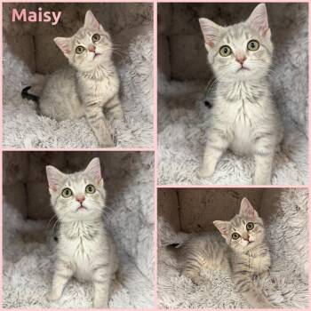 Maisy -  Domestic Short Hair Cat for Adoption in Windy Hills, Kentucky - Maisy | PetCurious