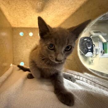 Dill -  Domestic Short Hair Cat for Adoption in Pasadena, California - Dill | PetCurious