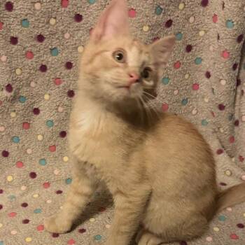 Oliver -  Domestic Short Hair Cat for Adoption in Waterloo, Iowa - Oliver | PetCurious