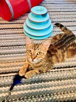 Rescue Domestic Short Hair Cats for Adoption in Montgomery, Alabama - Nelly | PetCurious