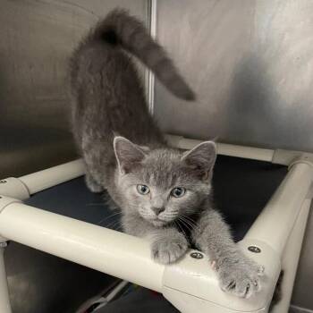 Polly -  Domestic Short Hair Cat for Adoption in Roanoke, Virginia - Polly | PetCurious