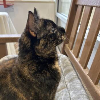 Java -  Domestic Short Hair Cat for Adoption in Bedford, New Hampshire - Java | PetCurious