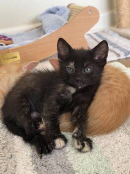 Dolly -  Domestic Short Hair and Tortoiseshell Cat for Adoption in Texarkana, Texas - Dolly | PetCurious