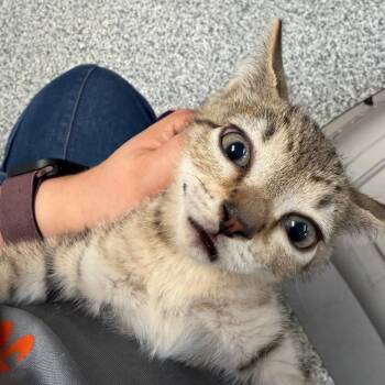 1248-C26 -  Domestic Short Hair Cat for Adoption in Port Charlotte, Florida - 1248-C26 | PetCurious