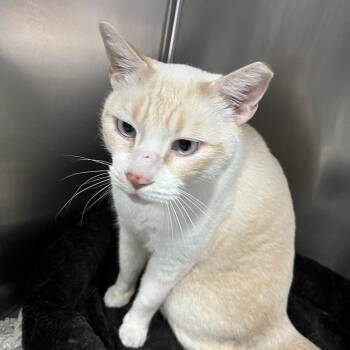 Siamese Cats Available for Adoption - Mali | PetCurious