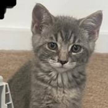 Scaredy -  Domestic Short Hair Cat for Adoption in Dayton, Ohio - Scaredy | PetCurious