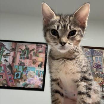 Domestic Short Hair Cats Available for Adoption in Richmond, Virginia - Bubble | PetCurious