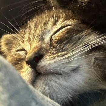Animal -  Domestic Short Hair Cat for Adoption in Walker, Michigan - Animal | PetCurious