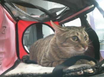 MAZZY -  Domestic Short Hair Cat for Adoption in Houston, Texas - MAZZY | PetCurious