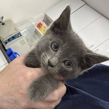 MJ -  Domestic Short Hair Cat for Adoption in Newark, New Jersey - MJ | PetCurious