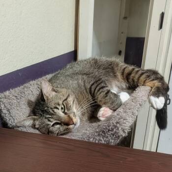 White Foot -  Domestic Short Hair Cat Available for Adoption in Bulverde, Texas - White Foot | PetCurious