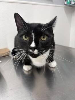 Duke -  Domestic Short Hair Cat for Adoption in West Chester, Pennsylvania - Duke | PetCurious
