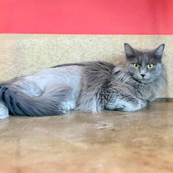 Domestic Long Hair Cats Available for Adoption in Green Bay, Wisconsin - Raven | PetCurious