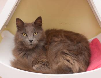 Dean -  Nebelung and Maine Coon Cat for Adoption in Hockessin, Delaware - Dean | PetCurious