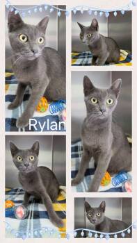 Rylan -  Domestic Short Hair Cat for Adoption in Universal City, Texas - Rylan | PetCurious