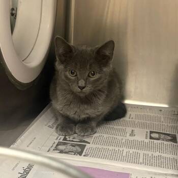 Birdie -  Domestic Short Hair Cat for Adoption in Brockton, Massachusetts - Birdie | PetCurious