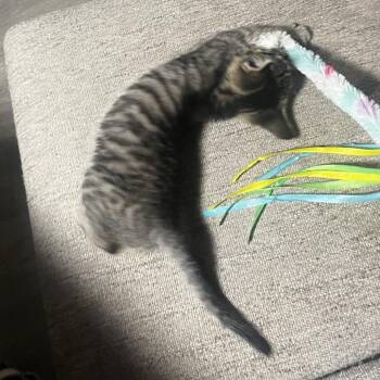 Sol -  Domestic Short Hair Cat for Adoption in Greensboro, North Carolina - Sol | PetCurious